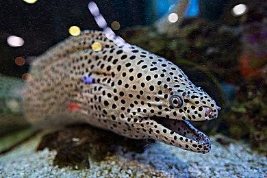 零件数量达新高《GT赛车7》制作人介绍改装功能